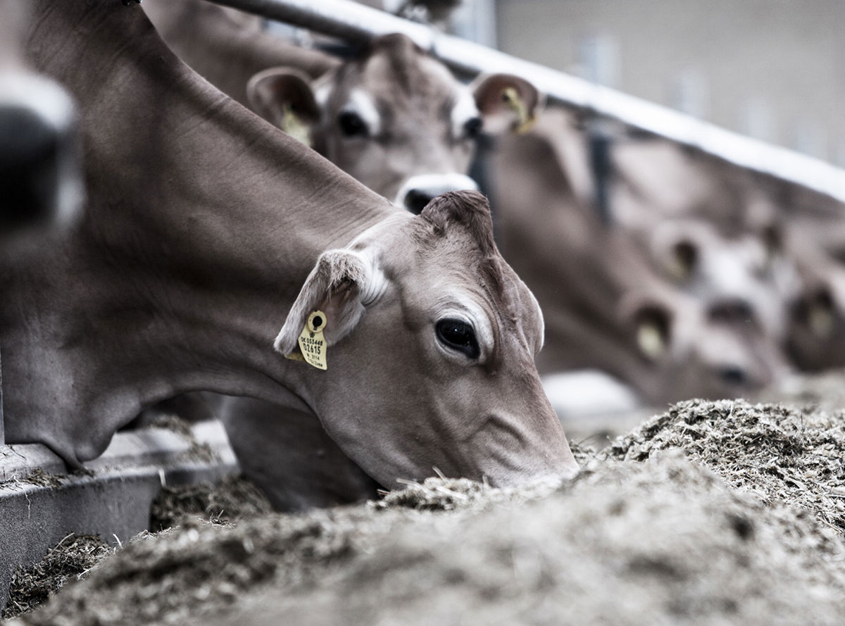 A cow feeding on hay