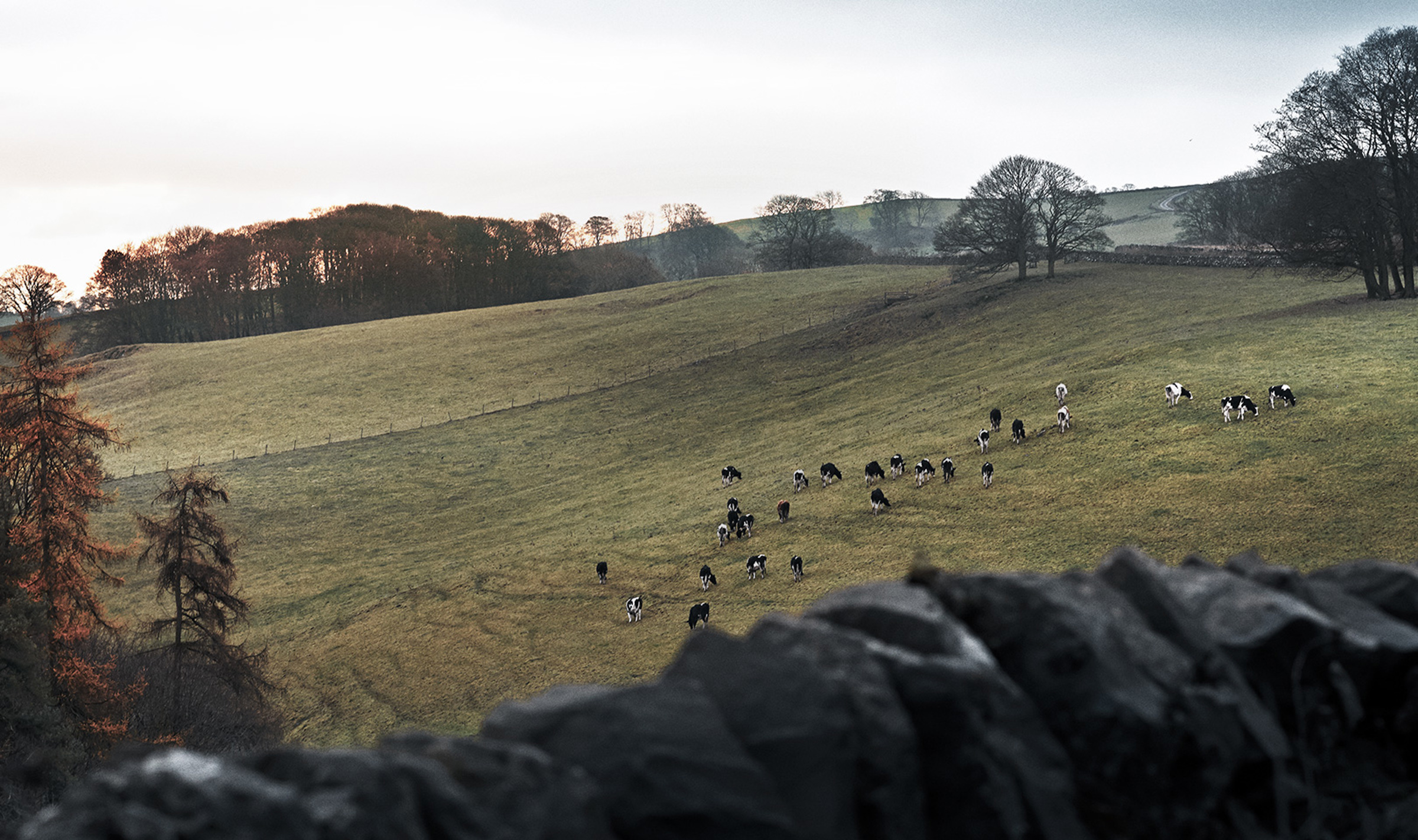 A field of cows