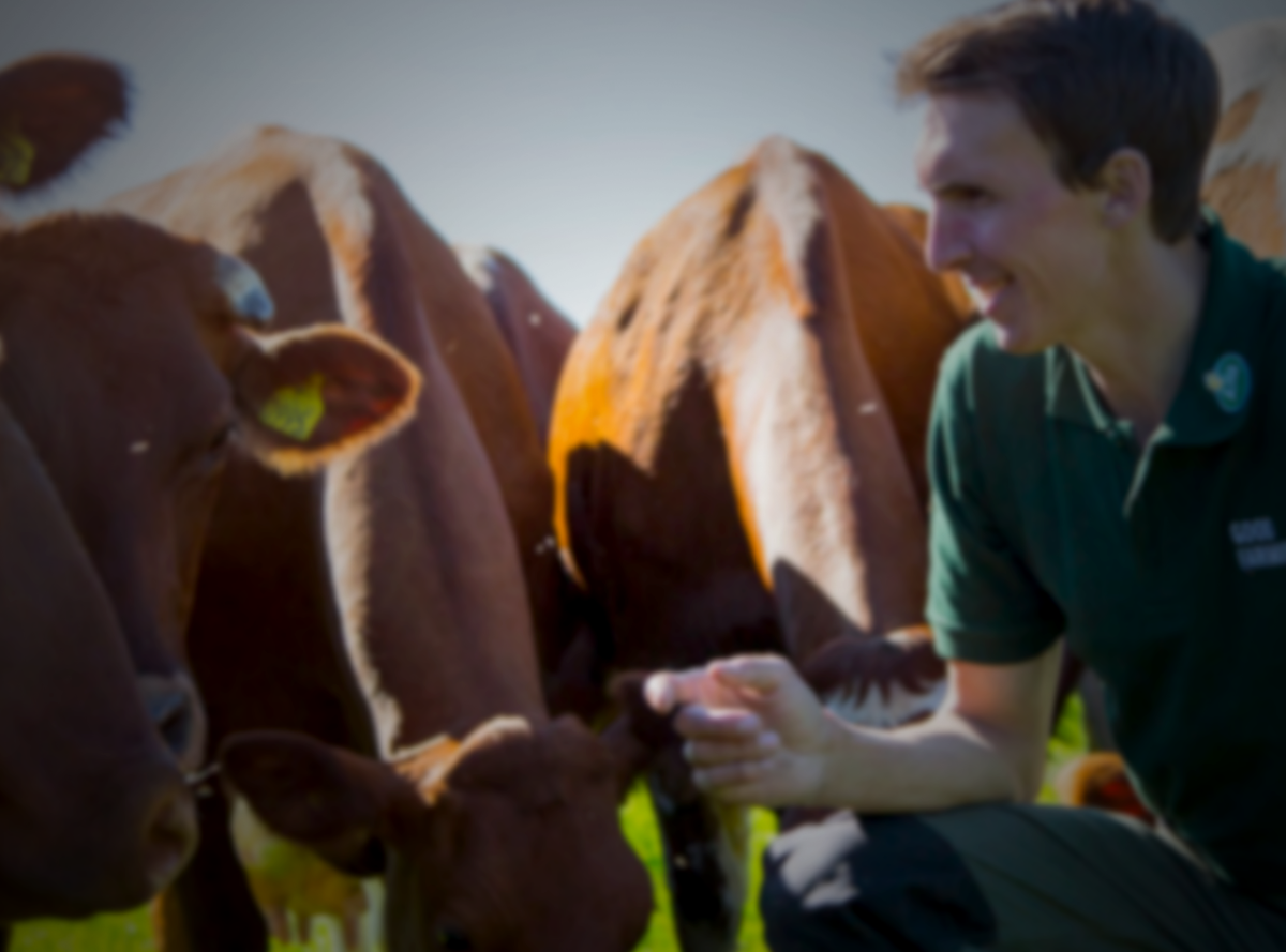 Kneeling farmer with his cows in a field