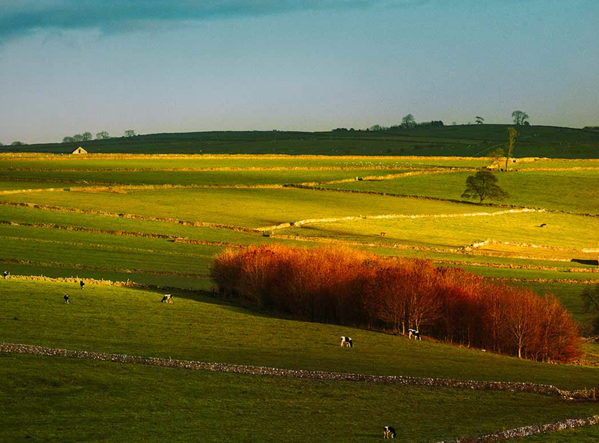 Cows in a field on a sunny afternoon