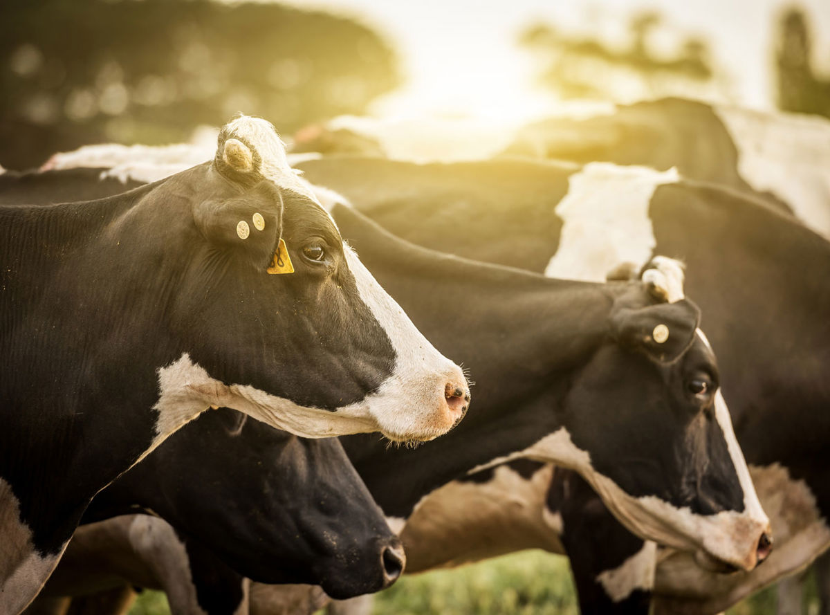 Herd of cows in the morning sun