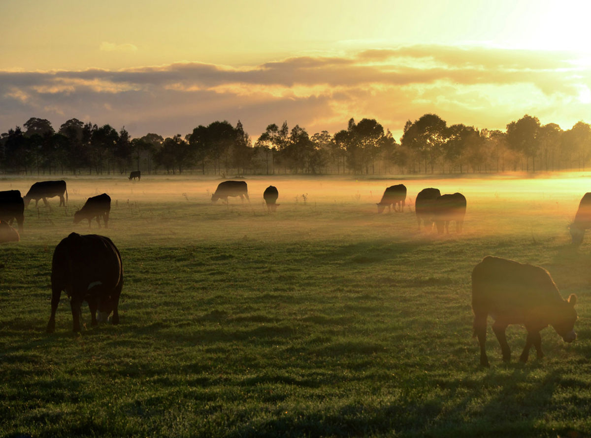 cow field in the morning