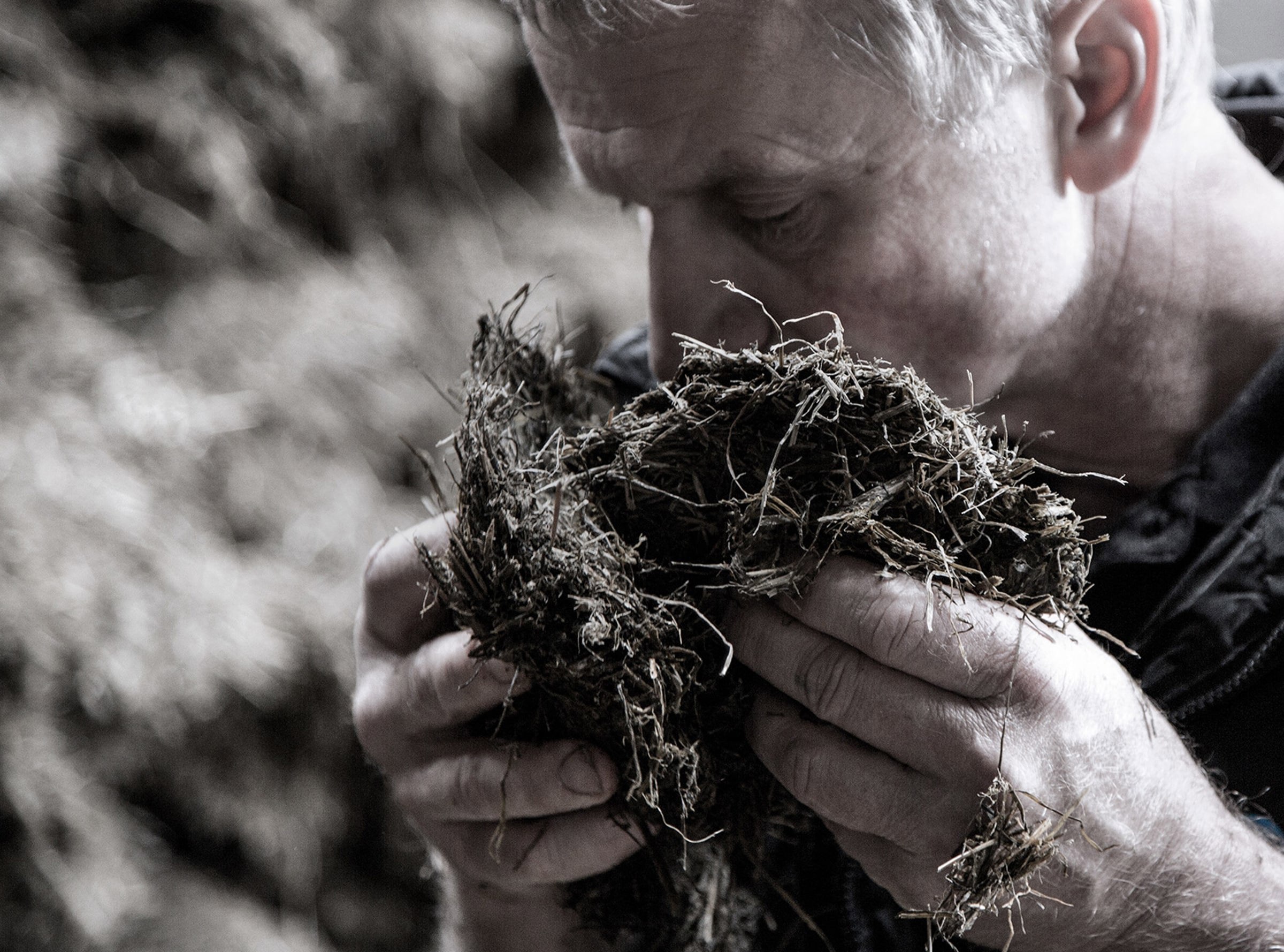 A farmer smelling clumps of hay