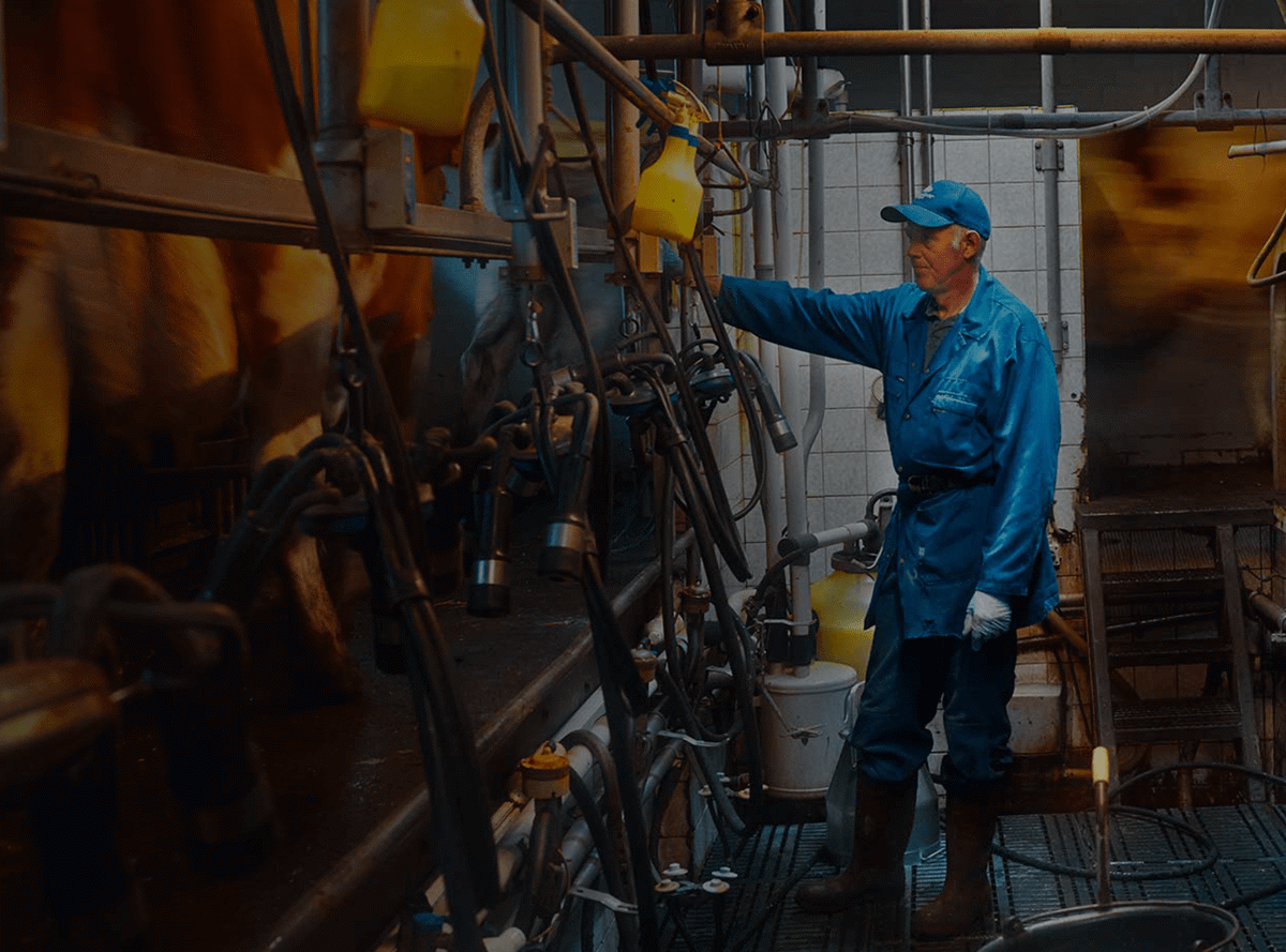 A farmer attending to a row of milking machines