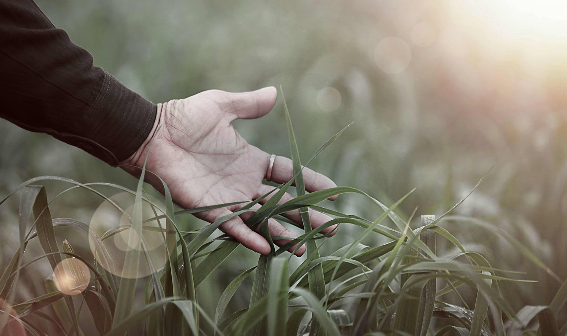 A hand feeling through long grass