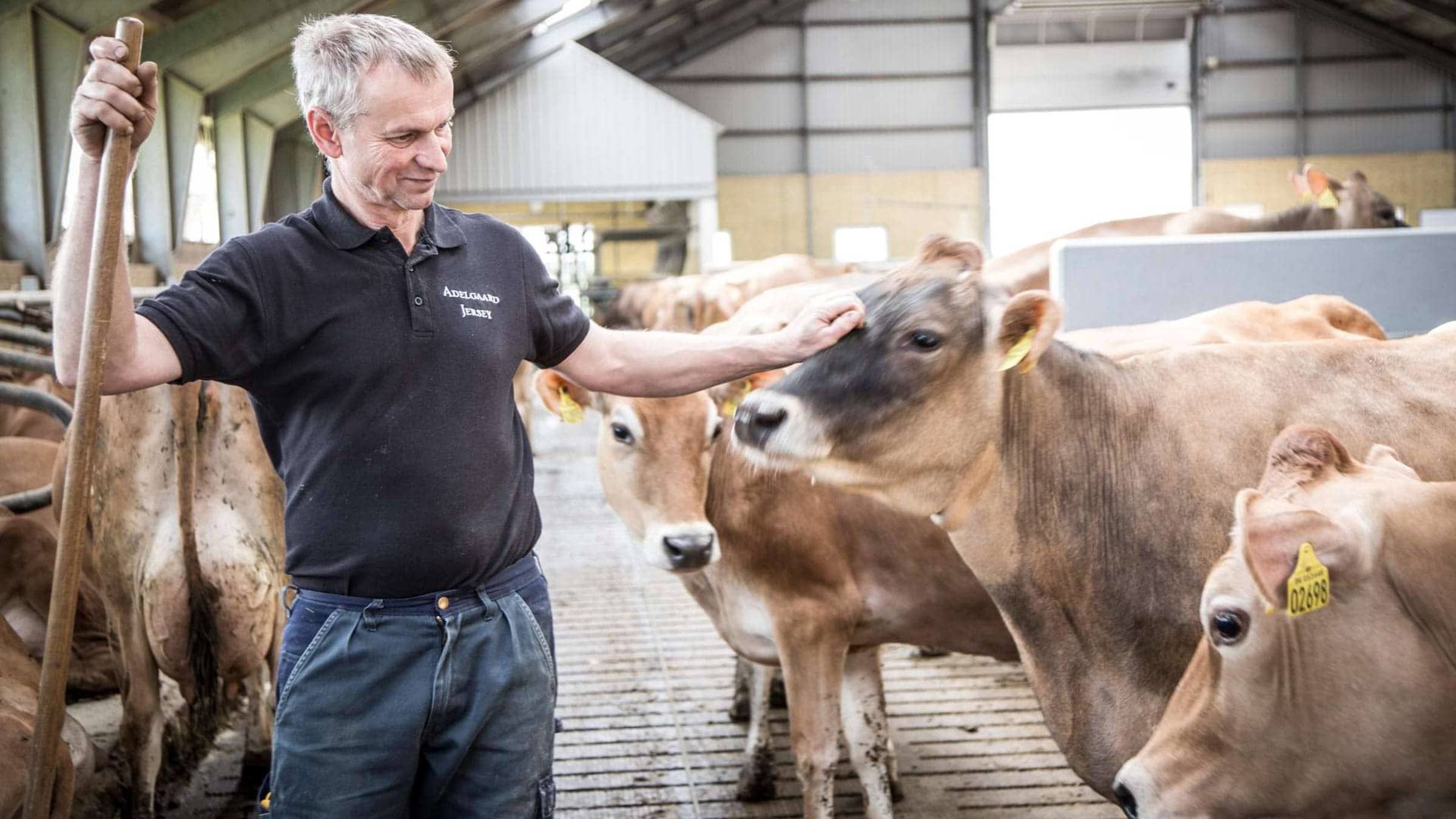 A farmer with cows in a barn